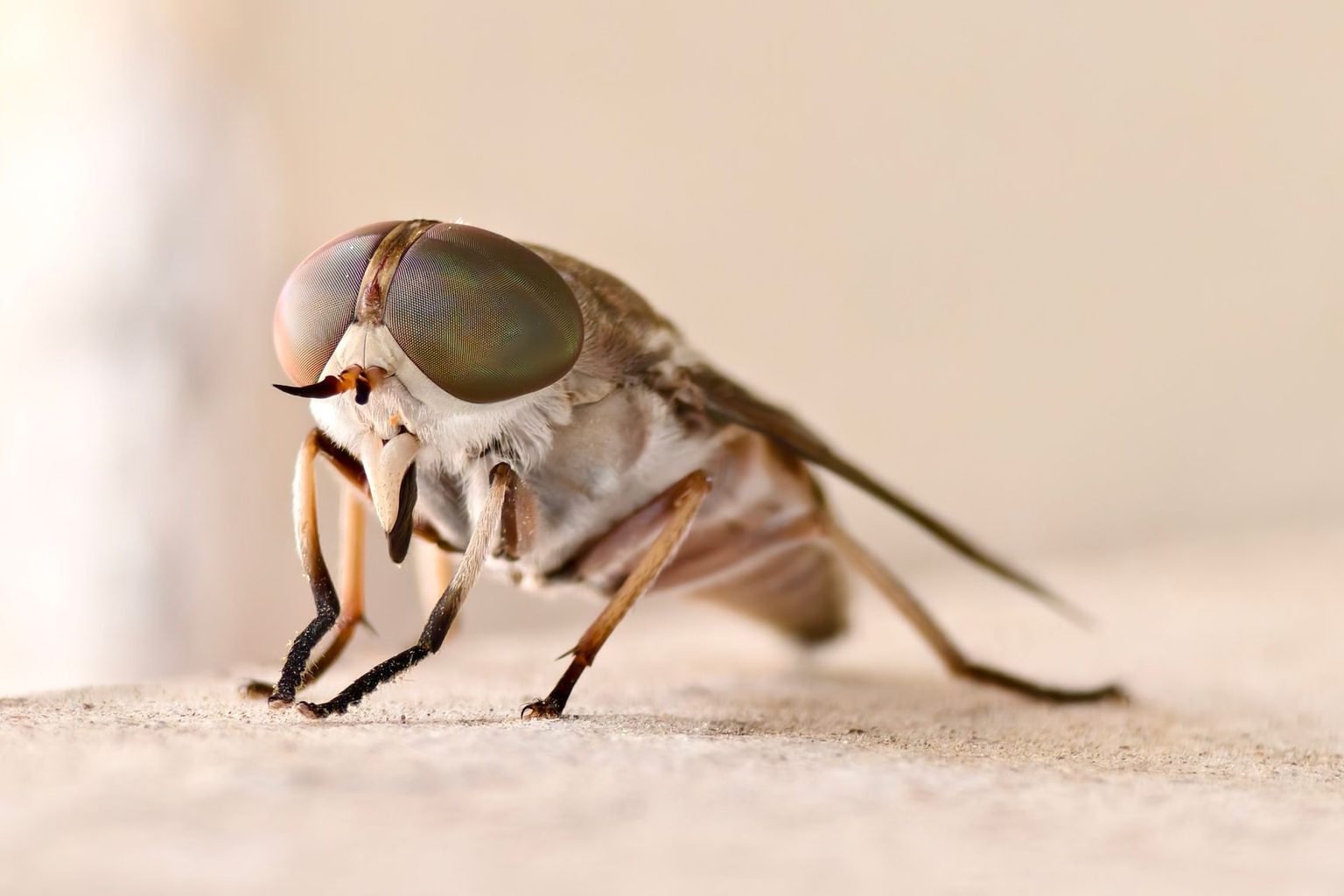 Insect Feed Market Accelerates Sustainable Protein Transition as Alternative Feed Demand Surges | CAGR 15.4% | Persistence Market Research